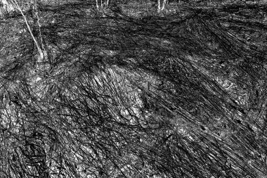 İlkbaharda ormanın kenarında kuru otlar. Transcarpathia