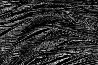 Bahçede yeni kesilmiş bir ağaç kütüğü