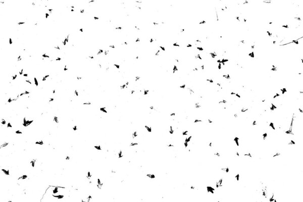 Small yellow leaves in the snow. Winter forest. Transcarpathia