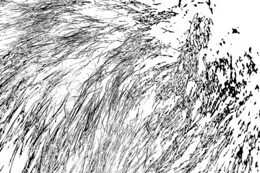 Yaban domuzu kürkü, vahşi hayvan, yaklaşın.