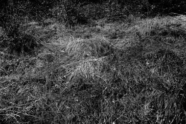 İlkbaharda ormanın kenarında kuru otlar. Transcarpathia