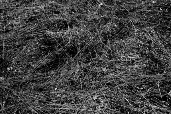 Trockenes Gras Frühling Waldrand Transkarpatien — Stockfoto