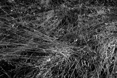 İlkbaharda ormanın kenarında kuru otlar. Transcarpathia