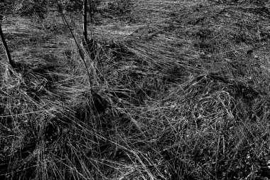 İlkbaharda ormanın kenarında kuru otlar. Transcarpathia