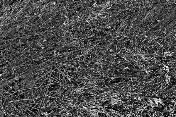 Herbe Sèche Printemps Lisière Forêt Transcarpathie — Photo