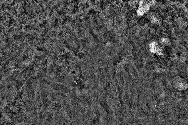 Yangın sonrası çorak arazi: kuru zemin, yanmış kuru saman