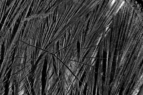 Tombe Arbres Fraîchement Coupés Dans Jardin — Photo