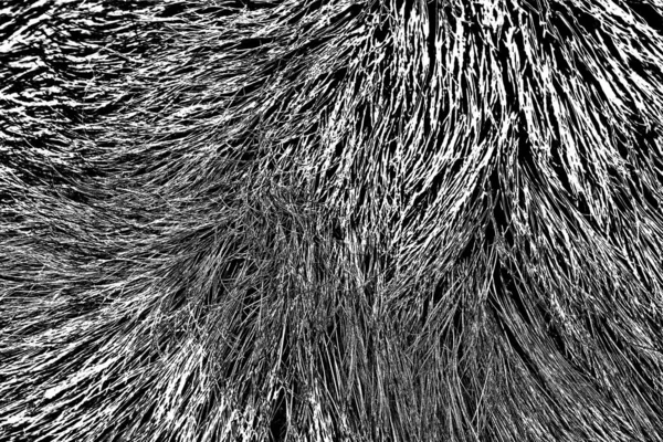 Boar fur texture, wildlife animal, close up