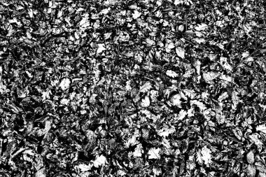 Yere düşen sarı yapraklar