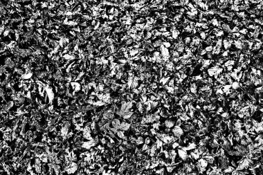 Yere düşen sarı yapraklar