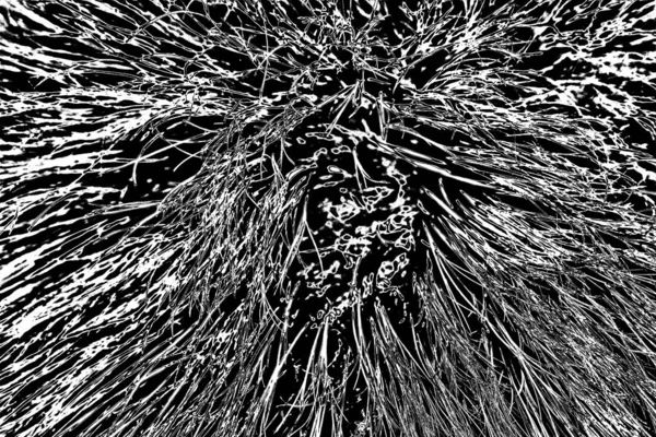 イノシシの毛皮のテクスチャ 野生動物 クローズアップ — ストック写真
