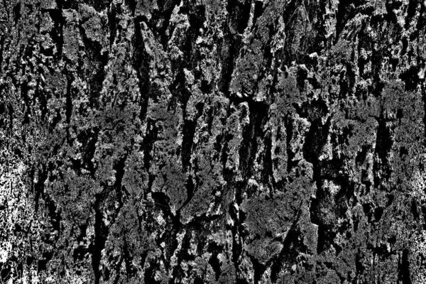 オークの木の樹皮 — ストック写真