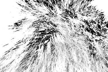 Yaban domuzu kürkü, vahşi hayvan, yaklaşın.