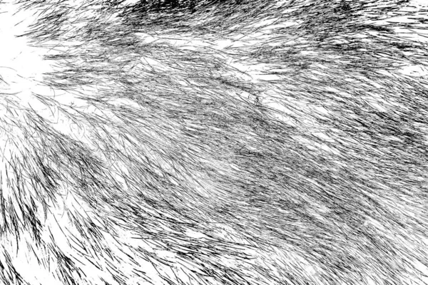 Boar fur texture, wildlife animal, close up
