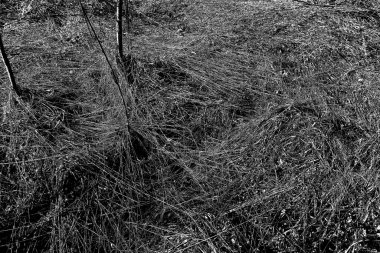 Soyut arkaplan. Monokrom dokusu. Siyah ve beyaz desenli arkaplan. 