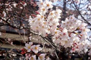 Kiraz çiçeklerine yaklaş. 