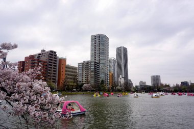 Ueno Park 'taki Gölde Kiraz Çiçeği 