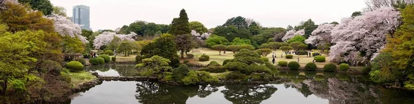 Shinjuku Gyoen Park 'ta Kiraz Çiçeği Panoraması 
