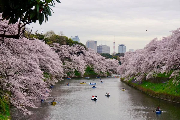 Chidorigafuchi Tokyo 'da Kiraz Çiçeği