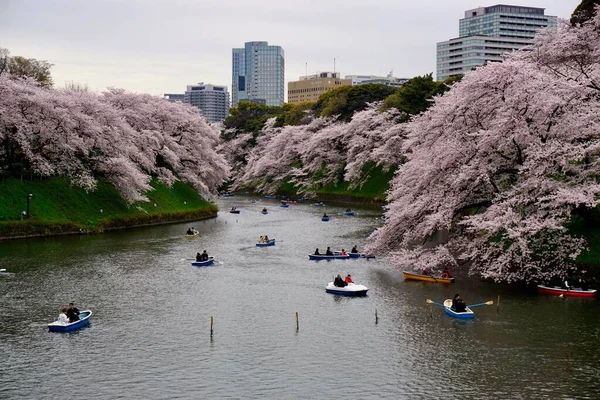 Chidorigafuchi Tokyo 'da Kiraz Çiçeği