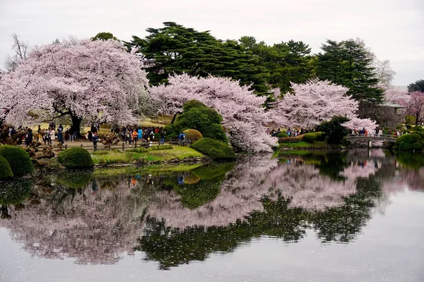 Shinjuku Gyoen Parkı 'nda Kiraz Çiçeği Ağaçları 