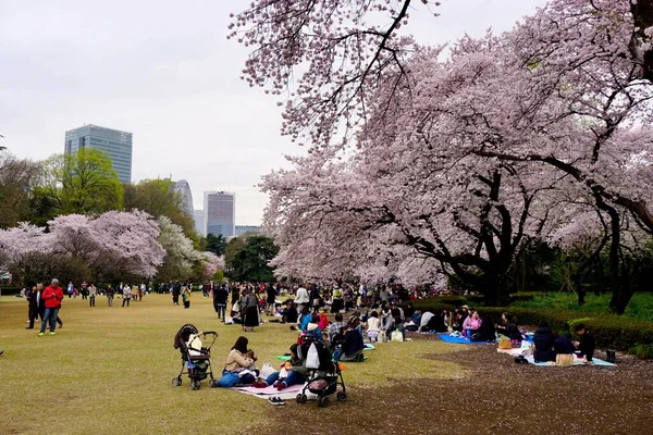 Tokyo 'daki Shinjuku Gyoen Parkı' nda Hanami. 