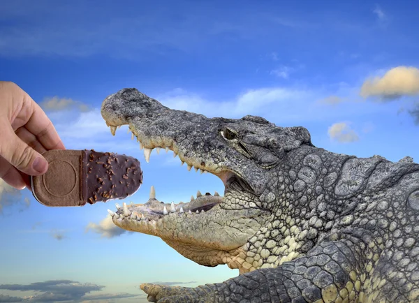 Crocodilo comer sorvete — Fotografia de Stock