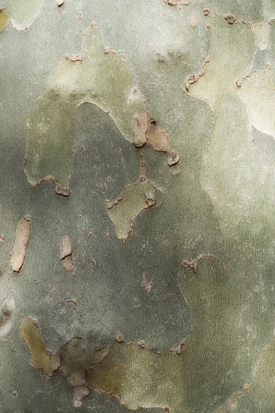 Texture in the trunk of a tree — Stock Photo, Image