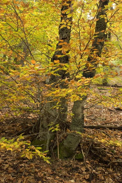 Herbstbaumwald — Stockfoto