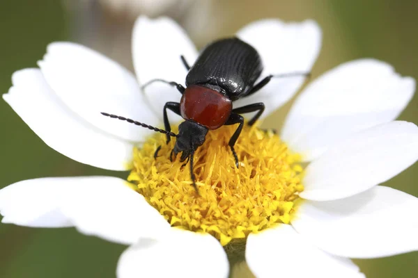 Coleira vermelha Hilotaurio — Fotografia de Stock