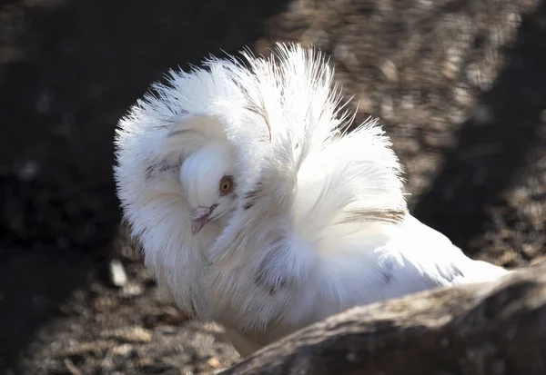 The look of the Dove — Stock Photo, Image