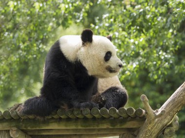 İzlerken ayı Panda