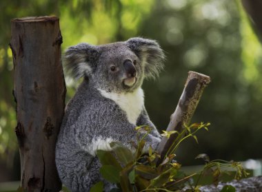 Koala dalları arasında