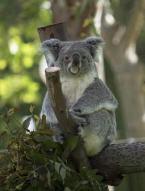 Koala ağaçta oturuyor.