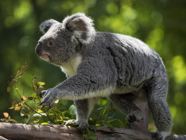 Gövde hareketli koala