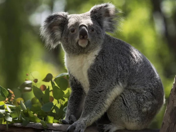 Koala bak