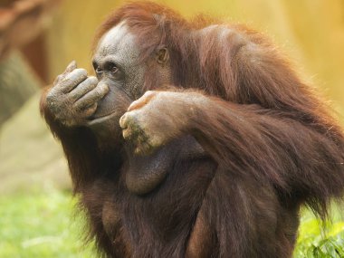 Orangutan with finger on nose clipart