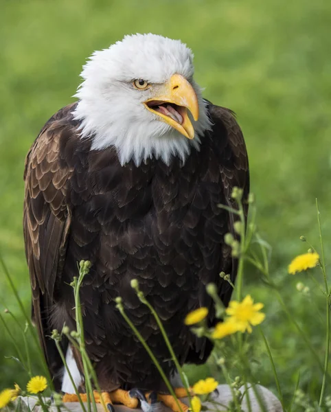 Bald eagle open beak — Stock Photo, Image