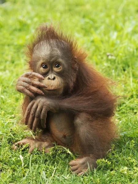 Orangutan yavrusu