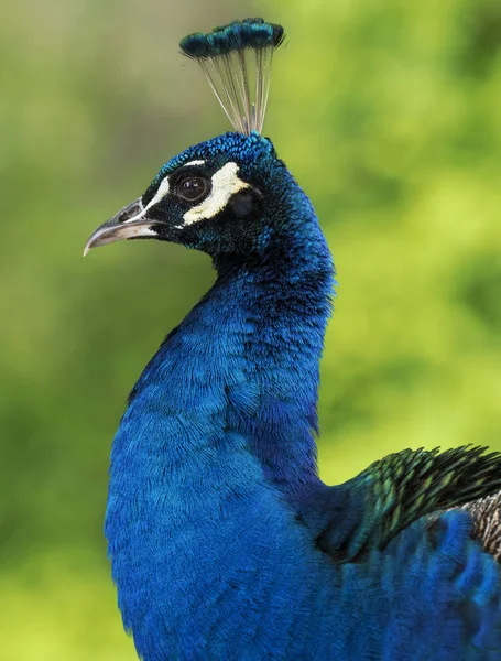 Pavo real de la India — Foto de Stock