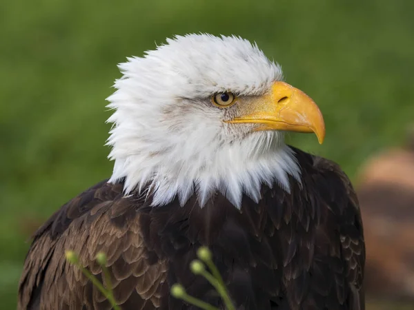 Águila calva retrato — Foto de Stock