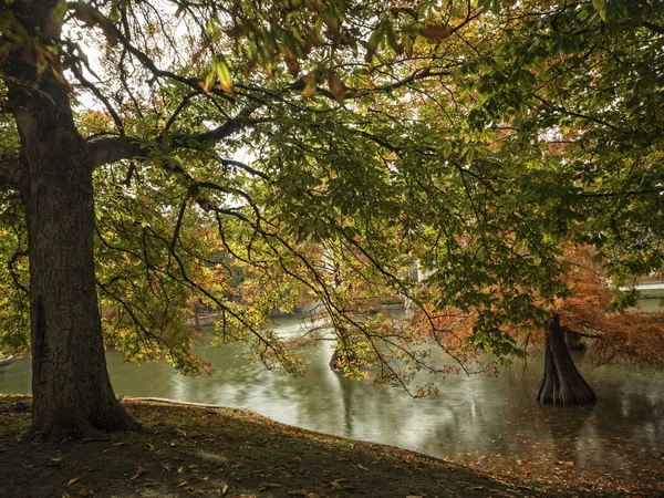 Albero vicino al laghetto — Foto Stock