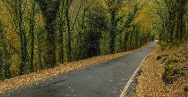 Sonbahar ormanında yol