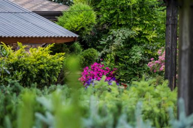 Bir sürü bitki. yeşil bitkiler. Kalın yeşiller. fabrika dükkanı.