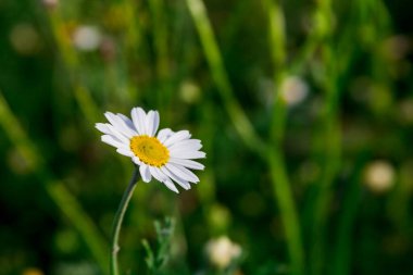 Beyaz papatya çayı. Çiçek. Çiçek yakında. yeşil arka plan. Tarlada çiçek