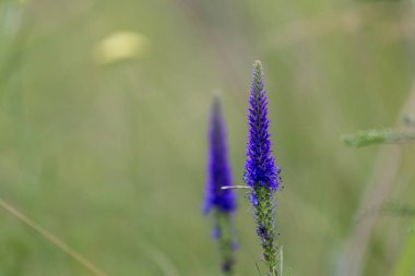 Çimenlerin üzerinde küçük yabani çiçekler. mor çiçekler. & Kapat