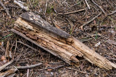 Çürümüş kütükler ormandaki düşmüş iğnelerin üzerinde yatıyor.