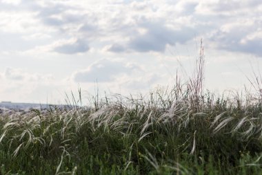 yabani tüy otu. Tüy çim tarlası