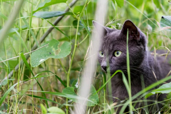 a black cat with green eyes sits in the grass. cat hunts