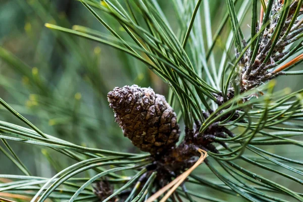 Igły Sosnowe Igieł Sosnowych Zbliżenia Stożka — Zdjęcie stockowe